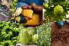 The Truth About Viral Caribbean ‘Superfoods’ – And The Warning One Post Missed