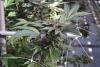 Carpinteria Cannabis Operation Sues County for Denying Deadline Extension