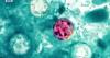 Cyclosporiasis in Minnesota: ‘Explosive diarrhea’ outbreaks being tracked by officials