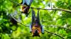 The Hidden Role of Bats in Agriculture (7-11-2026)