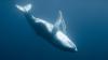 Scientists Think They Finally Know Why Some Whales Float Upside Down