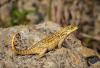 Concrete, Rocks, and Crooked Tails: Florida’s Newest Wild Neighbors