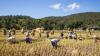 Thai rice farmers leave fields idle amid deepening rural crisis