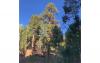 Utahns mourn as massive, beloved centuries-old tree lost to Cottonwood Fire