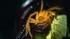 Scientists Found the World’s Fastest Spider, and It Can Outrun the Average Human Jogger
