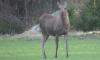 Canada family wakes to moose swimming laps in backyard pool, then faces 15-hour rescue