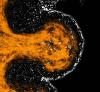 Scientists discover that bacteria launch 'escape pods' as a survival mechanism