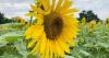 Sunflowers outside Atlanta provide smiles, photo op