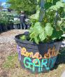 Carson City neighbors join to plant community garden