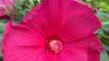 Grow native rose mallow for a tropical look in Ohio