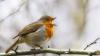 Songbirds are in crisis as trappers and smugglers force them into lucrative bird-singing competitions