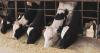 Bird Flu Forces Utah County to Declare Emergency, Dairy Farms Face Severe Milk Production Loss