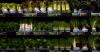America’s Homegrown-Parasite Problem