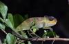 Four new chameleon species discovered in Mozambique