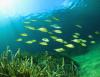 Seagrass meadows are a hidden source of healthier seafood