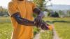 Homegrown catnip rivals DEET as mosquito repellent