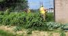 Jail's gardening project is blossoming and bounteous