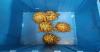 Hong Kong Customs Seizes $50,000 Worth of Endangered Turtles at Shenzhen Bay Control Point