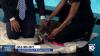 3-legged dog from Humane Society of Broward looking for a loving, permanent home