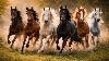 World Horse Day 2026: Arabian to Friesian, world’s most popular horse breeds and surprising facts to amaze you