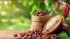 Nigeria, Ghana and Côte d’Ivoire Unite to End Raw Cocoa Exports in Bold Move That Could Shake the Global Chocolate Industry