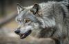 California's wolves have developed an unexpected taste for cattle