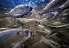 Alewives returned late to smaller Maine rivers this year