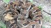 Yes, there are rattlesnakes in Iowa. Here's what to do if you see one