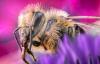 Scientists say bumblebees may 'smack their lips' to reveal how they feel about a meal