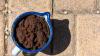Gardeners urged to place bowl of coffee grounds on the patio this month