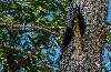 Expect the Unexpected: Rare Black Squirrel Sighting in Northern Colorado