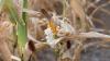 Sixteen starve to death in Uganda as drought kills crops