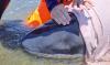 Stranded dwarf sperm whale washes up in Taiwan, and rescuers rush it to rehab