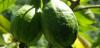 COMMENTARY: You call it gwiyav…I call it guava!