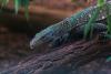 West Africa's Tree-Climbing Crocodile Is Facing a Growing Threat