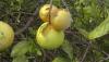 Florida citrus tops forecasts, ended slightly ahead of prior season