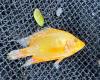 Flowerhorns damaging Sampalok Lake ecology, may be harmful to humans too, study says