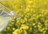 Biofuel captures one-third of Canadian canola acres