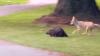 Big Ol’ Beaver Escapes Coyote In Pursuit At Canadian Golf Course