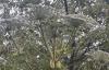 Photo of towering giant hogweed in Scotland sparks urgent warnings over sap that can burn, blind