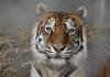 (PHOTO) Oakland Zoo Rescues Five Abandoned Tigers From Shuttered California Roadside Facility