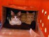 Humane Society Teams Up With Local Pilot To Fly 70 Cats To Their Forever Homes