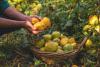 The Humble Pear: Nature’s Sweet Secret for Healthy Ageing