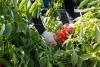 They harvest the nation’s food — and a new rule may strip them of health insurance