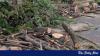 DU survey flags 2,200 risky trees on campus