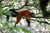 Official tied to commercial breeding to represent US at global wildlife trade meeting