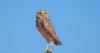 This Arizona solar farm provides safe harbor to displaced burrowing owls