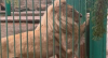 The future of the animals from Tsarukyan's zoo has sparked debates on social media.