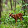 Wild Carnivores in Netherlands Reveal West Nile and Usutu Virus Infection