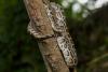 Florida biologists use scout pythons to remove a record 8,080 pounds of invasive snakes